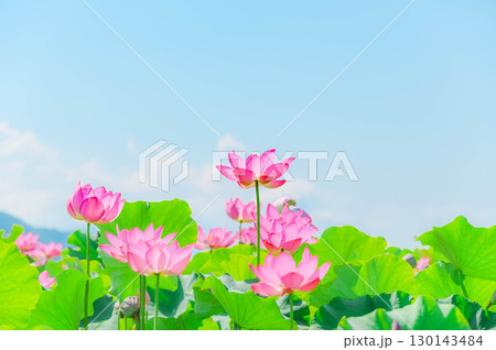 蓮の花　信州安曇野 130143484