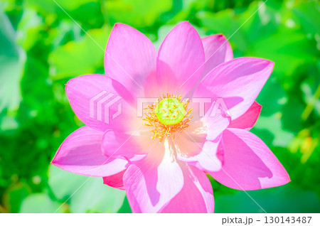 満開の蓮の花 満開の蓮の花 130143487