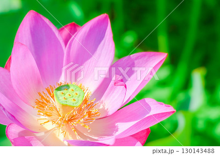 満開の蓮の花 130143488