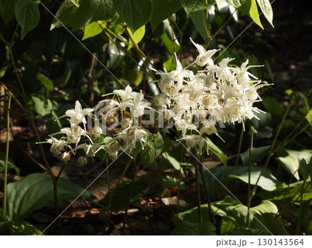 イカリソウの花 イカリソウの花 130143564