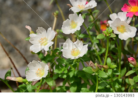 ポーチュラカ（ユベリヒユ科）の白い花 130143993