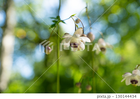 森の妖精レンゲショウマ 130144434