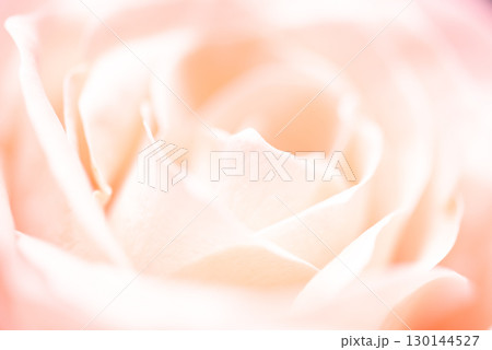 ピンクのバラ ピンクのバラ 130144527