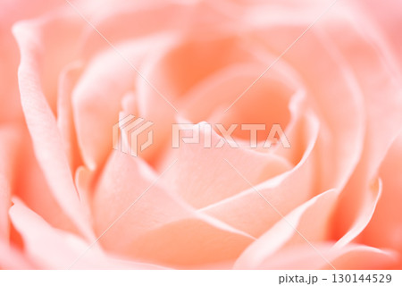 ピンクのバラ 130144529