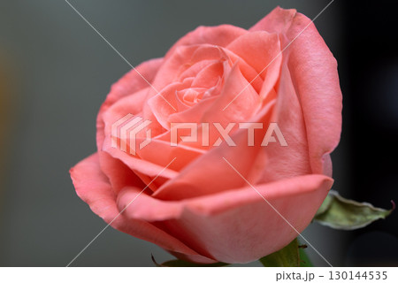 ピンクのバラ 130144535
