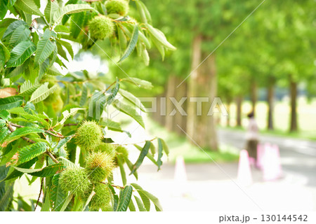 滋賀県　高島市　栗とメタセコイア並木 130144542