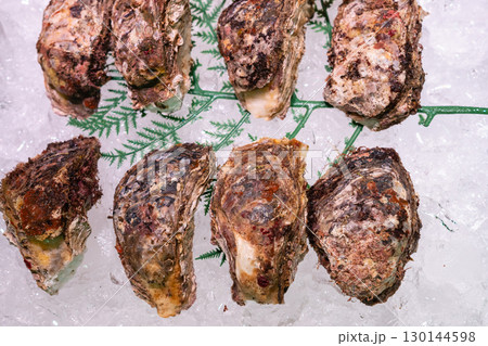 鳥取県 境港 漁港の岩ガキ 鳥取県 境港 漁港の岩ガキ 130144598