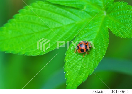 トホシテントウ　てんとう虫 130144660