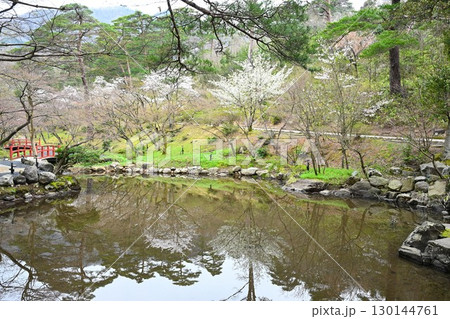 弥彦もみじ谷の桜(新潟県) 弥彦もみじ谷の桜(新潟県) 130144761
