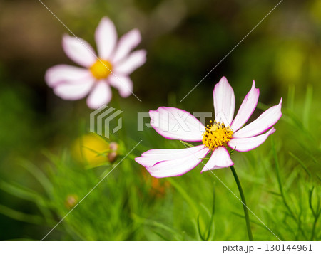 きれいなコスモス きれいなコスモス 130144961