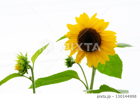 美しい黄色の花 130144998