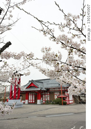 弥彦駅と桜(新潟県) 弥彦駅と桜(新潟県) 130145007