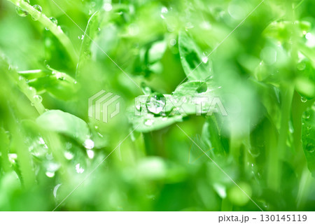 背景素材 玉ボケ 豆苗 明るいグリーンのイメージ 背景素材 玉ボケ 豆苗 明るいグリーンのイメージ 130145119