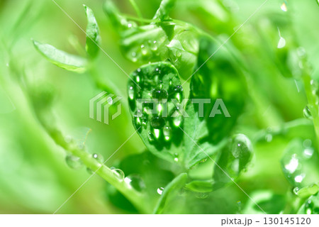 背景素材　玉ボケ　豆苗　明るいグリーンのイメージ 130145120