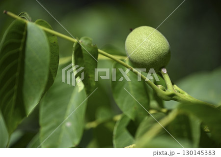 Unique walnut fruit growing amidst lush green leaves in Dordogne region, showcasing the natural Unique walnut fruit growing amidst lush green leaves in Dordogne region, showcasing the natural 130145383