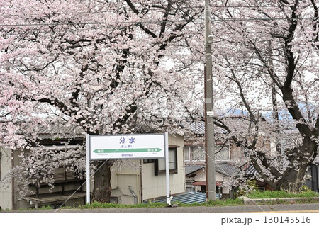 分水駅の桜（新潟県） 130145516