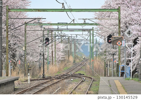 分水駅の桜（新潟県） 130145529