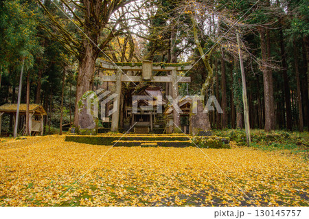 イチョウの落ち葉が敷き詰められた大杉神社 イチョウの落ち葉が敷き詰められた大杉神社 130145757
