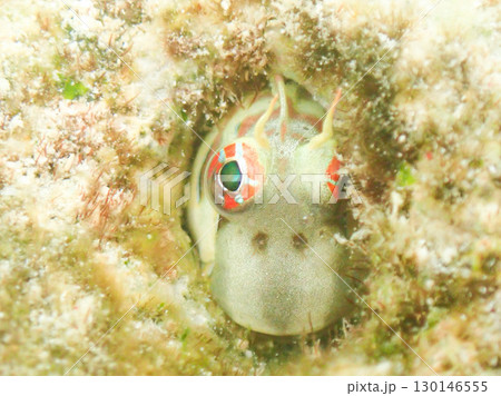 ホホグロギンポ　恩名村　1 130146555