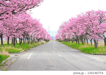 マイロード桜の舞う道（新潟県） 130146754