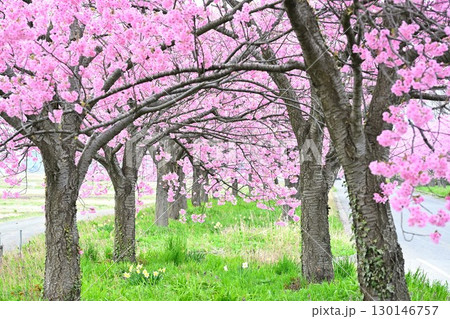 マイロード桜の舞う道（新潟県） 130146757