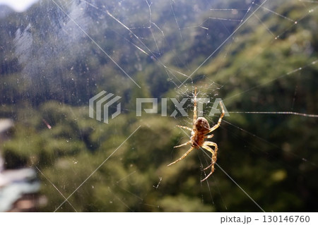 オニグモと巣のクローズアップ写真。森を背景にした自然の姿。 130146760