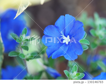 アメリカンブルーの花が開いています 130146783
