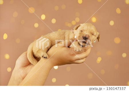 Sweet golden retriever puppy resting in human hands with warm glowing bokeh lights in the background. Symbol of love, care, and tenderness. 130147337
