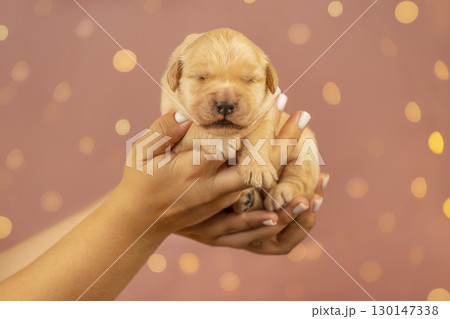 Sweet golden retriever puppy resting in human hands with warm glowing bokeh lights in the background. Symbol of love, care, and tenderness. 130147338