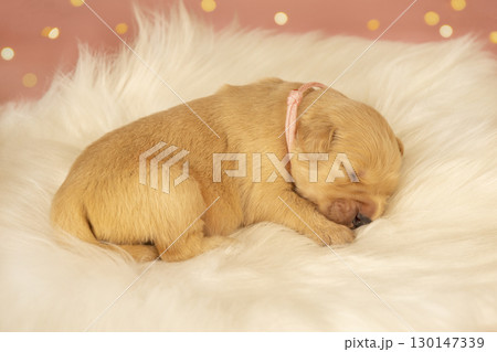 Tiny newborn golden retriever puppy lying on a fluffy bedding. Photo shoot of a newborn puppy. 130147339