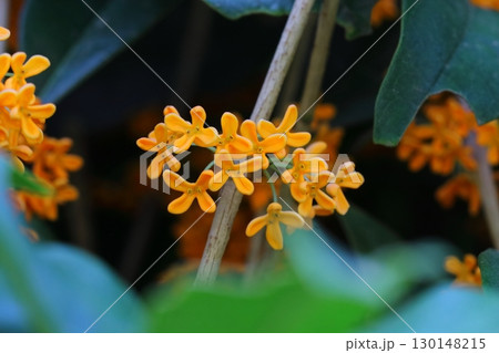 キンモクセイの花 130148215