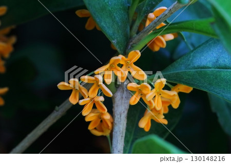 キンモクセイの花 130148216