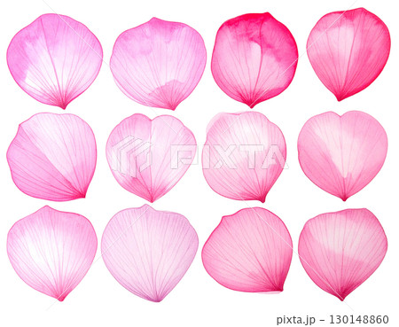 桜の花びらセット 水彩風ピンクの花びら素材（白背景・透過・切り抜き） 130148860