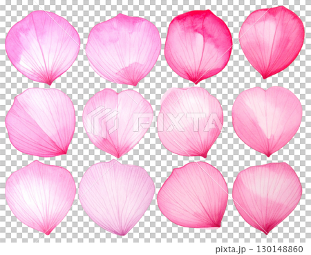 桜の花びらセット 水彩風ピンクの花びら素材（白背景・透過・切り抜き） 130148860