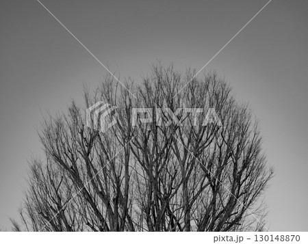 枝だけの木が描く冬の孤独と静けさ 枝だけの木が描く冬の孤独と静けさ 130148870