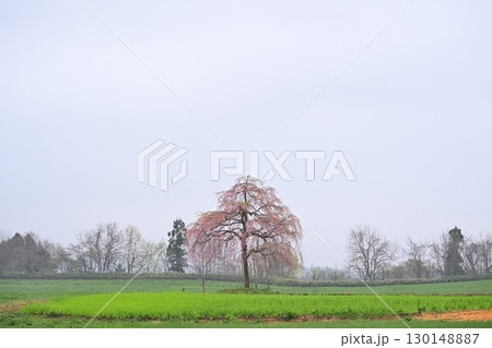 楢山の一本桜（新潟県） 130148887
