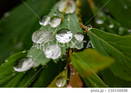 Beautiful details of nature. Morning dew drops on fresh green leaf. Summer nature macro pattern, fresh rain drops on green leaf. Peaceful tranquil ecology Beauty in nature. Beautiful details of nature. Morning dew drops on fresh green leaf. Summer nature macro pattern, fresh rain drops on green leaf. Peaceful tranquil ecology Beauty in nature. 130148896