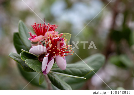 Red spring flowers of feijoa on the tree 130148913