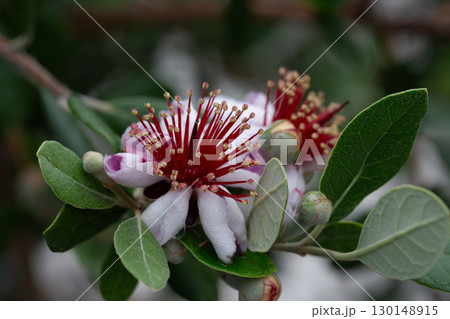 Red spring flowers of feijoa on the tree Red spring flowers of feijoa on the tree 130148915