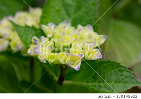 Green, blue and yellow Hydrangeas macrophylla close up. Floral wallpaper Green, blue and yellow Hydrangeas macrophylla close up. Floral wallpaper 130148922