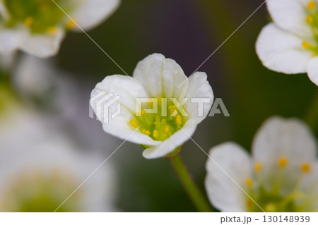 Meadow saxifrage or Saxifraga granulata, a specie of flowering plant photographed near a small river in a mountain area, macro. 130148939