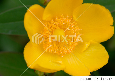 Yellow Hypericum Hidcote (St. John s Wort). A summer background of a large yellow flower on a green bush 130148947