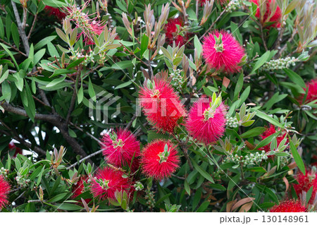 Crimson cylinder cleaner in full bloom on the bush, Callistemon Citrinus Crimson cylinder cleaner in full bloom on the bush, Callistemon Citrinus 130148961
