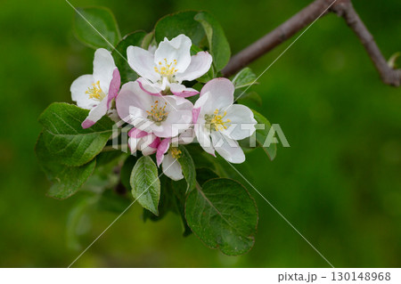 Blooming apple blossom. Garden apple tree Blooming apple blossom. Garden apple tree 130148968