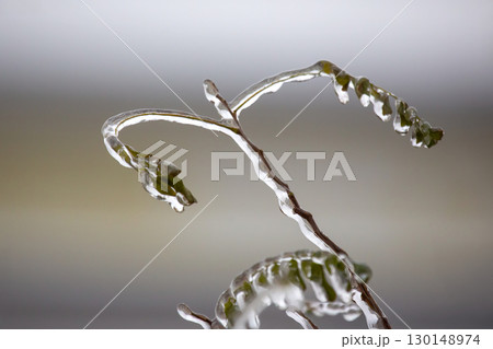 Icicles on icy tree branches. temperature swing season and winter weather in autumn Icicles on icy tree branches. temperature swing season and winter weather in autumn 130148974