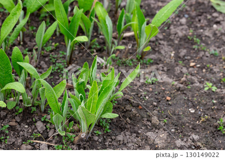 Inula helenium, Elecampane, Compositae. Wild plant shot in summer 130149022