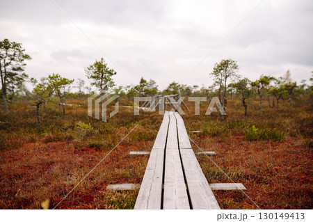 Wooden trail for walking routes through the swamp. Tourism concept, hiking trail, nature. 130149413