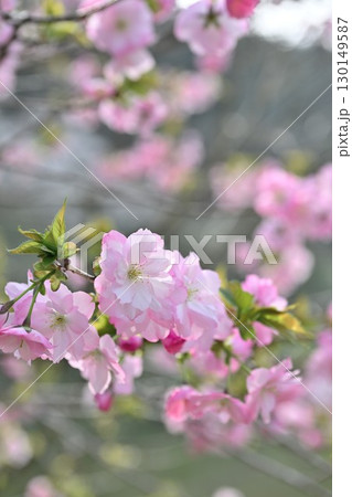 下条川ダムの桜（新潟県） 130149587