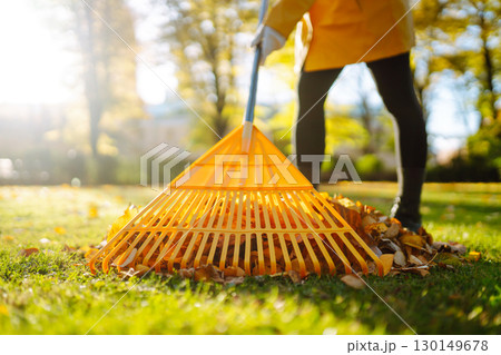 Pile of fallen leaves is collected with a rake on the lawn in the park. Seasonal gardening. Pile of fallen leaves is collected with a rake on the lawn in the park. Seasonal gardening. 130149678