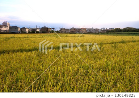田んぼのある風景 田んぼのある風景 130149825